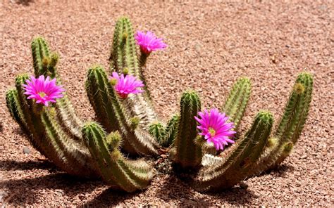 Succulent Desktop Wallpaper Nature Plants Cactus Flowers