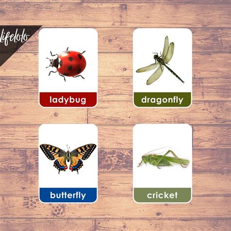 Insects Bugs 28 Flash Cards Montessori Materials Educational