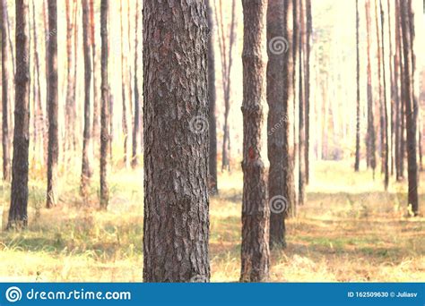 Pine Forest With Beautiful High Pine Trees Stock Photo Image Of Park