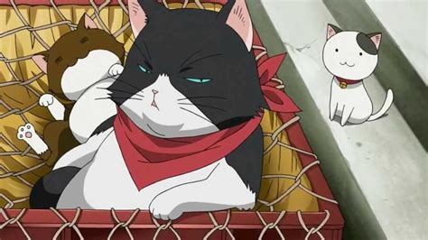 Top 50 Best Anime Cats Most Popular Of All Time