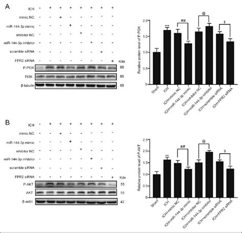 the effects of mirna 144 3p and fpr2 on the pi3k akt signal pathway in download scientific