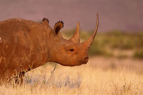Synthetic Rhino Horn Will It Save The Rhino Save The Rhino