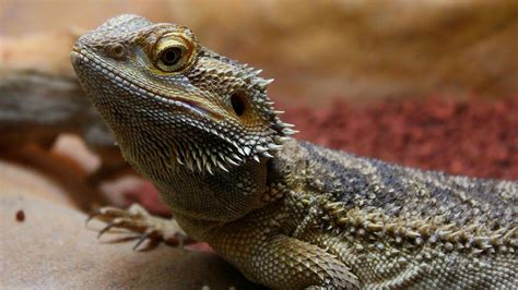 Pet Lizards Paradise Herps Exotic Reptile And Pet Shows