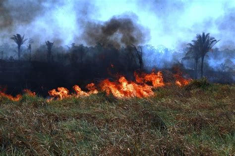 Fuma A Causada Por Queimadas Em Ro Vai Matar Mais Pessoas Por