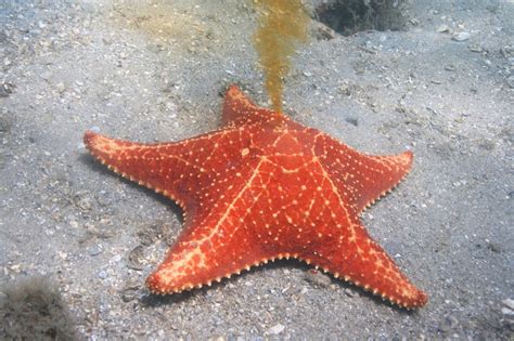 Real Monstrosities Red Cushion Sea Star