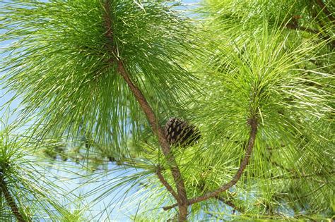 Pinus Elliottii Slash Pine Southern Florida Pine Swamp Pine Yellow