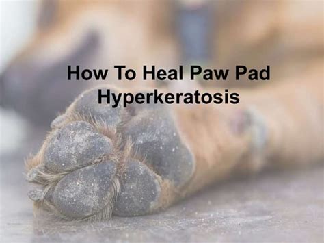 How To Heal Paw Pad Hyperkeratosis