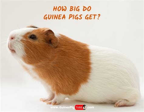 How Big Do Guinea Pigs Get Guinea Pig Size Guide Guinea Pig Tube