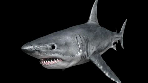 Resides on the upstream device facing the downstream device. Shark 3D model |Animal Fish / Aquatic 3D model | max, 3ds ...