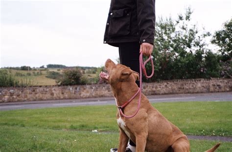 Get In Touch — Walk And Train Edinburgh Dog Training And Behaviour