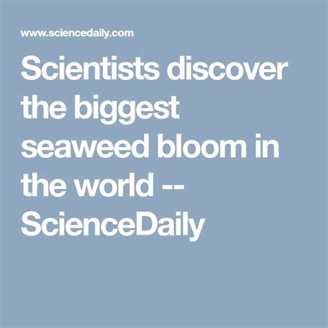 Scientists Discover The Biggest Seaweed Bloom In The World Scientist