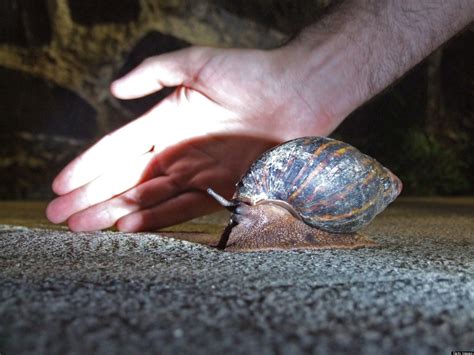 Giant Snails Great Lakes States Concerned By New Invasive