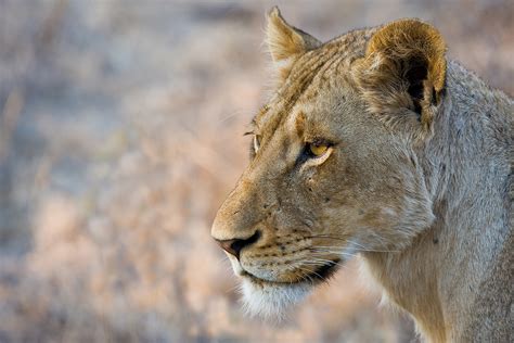 Sabi Sabi Private Game Reserve