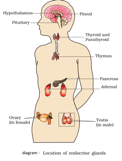 Glands Hormones And Their Functions Chart