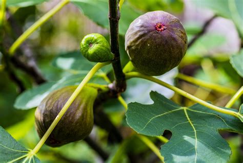A Guide To Brown Turkey Fig Trees Growing Fig Trees Fig Tree Fig