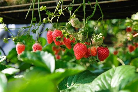 This Interactive Map Shows You Where To Pick Strawberries In Denmark