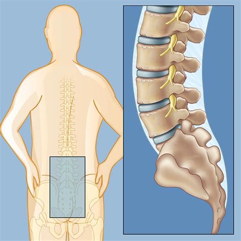 Lower Back Bones Diagram 27 Diagram Of Back Muscles Wiring Diagram
