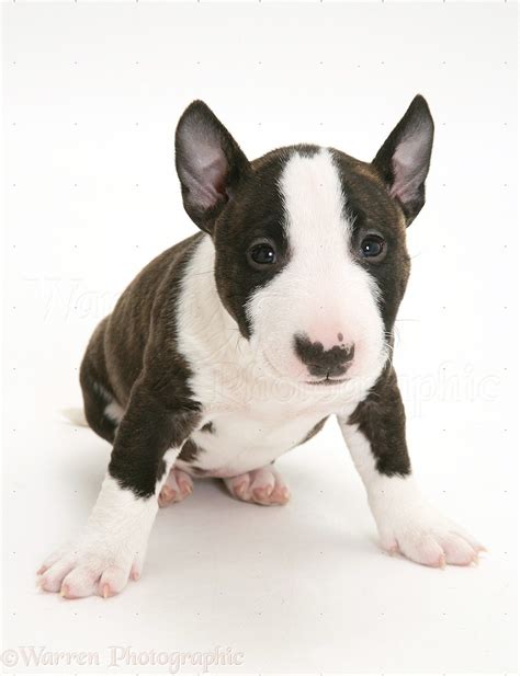 Dog Miniature English Bull Terrier Pup 6 Weeks Old Photo Wp27201