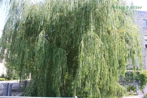 Prickly And Bitter The Golden Weeping Willow