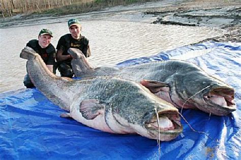What Is The Biggest Fish In The World The Garden Of Eaden