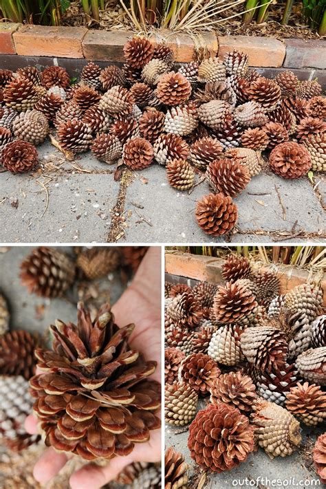 What Do Pine Tree Seeds Look Like Is A Pine Cone The Seed