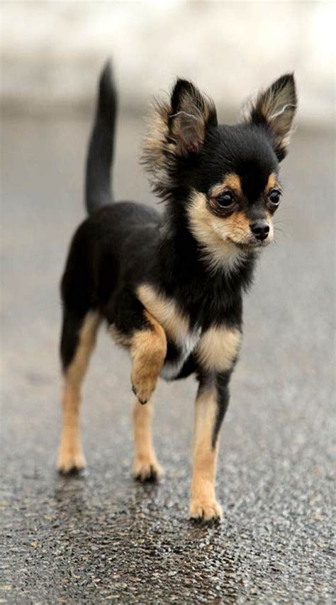 Yes, this can actually exist and does make for a rather interesting looking fellow. German shepherd Chihuahua Mix : Personality Info & Behavior Profile | Dog breeds, Chihuahua ...