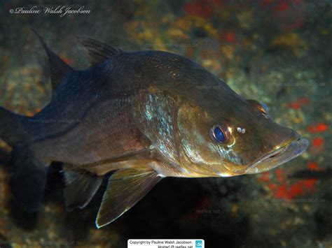 Centropomus Undecimalis Common Snook Snook