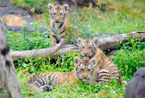 Photo Six New Endangered Tiger Cubs At The Bronx Zoo