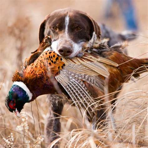 Pheasant Hunting Guides Minnesota Watson Hunting Camp
