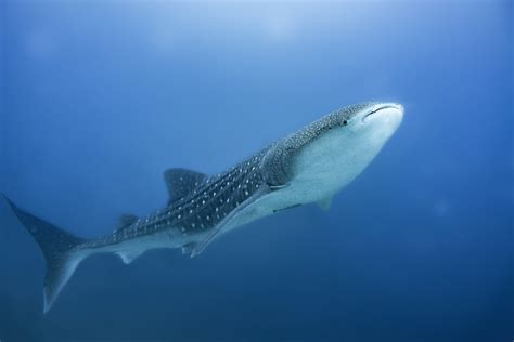 Qatar Has Largest Whale Shark Concentrations In The World Doha News