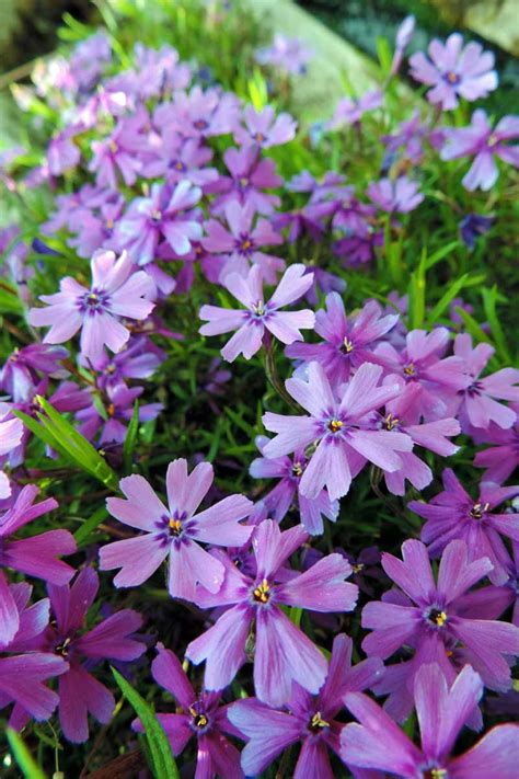How To Grow And Care For Creeping Phlox Gardenerpath