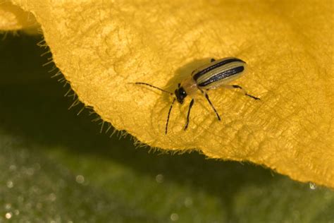 Field Guide Controlling Striped Cucumber Beetles With Insectary Strips