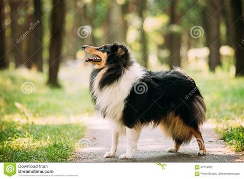 Scottish Rough Long Haired Collie Lassie Adult Dog Sitting On Park