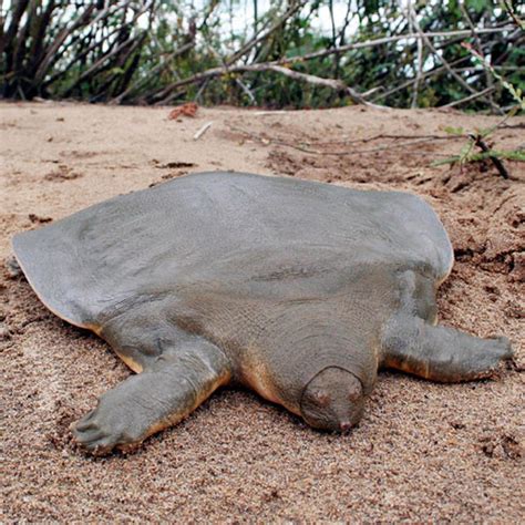 Asian Giant Softshell Turtle Pelochelys Cantorii