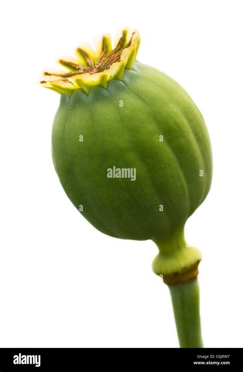 Opium Ball Hi Res Stock Photography And Images Alamy
