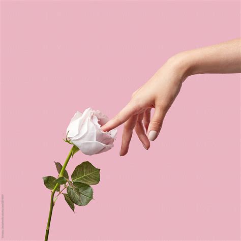 Simulation Of Masturbation Woman Finger Touch Inside White Rose On A Pink Background With Copy