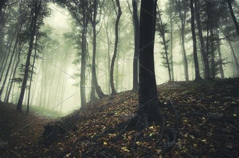 Enchanting Misty Forest