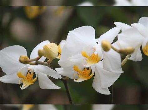 35 Jenis Bunga Anggrek Indonesia Lengkap Dengan Gambar Dan Penjelasan