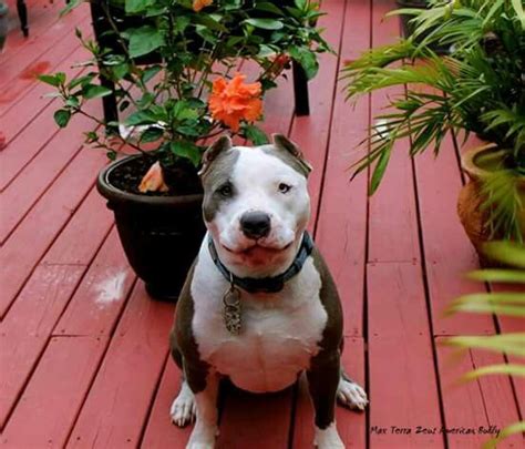 Pin By S James On Pittie Luv Pitbulls Animals Furry Friend