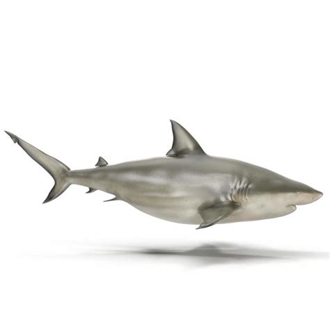 Pigeye Shark 3d 3d Molier International