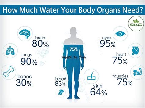 How Much Water In Human Body