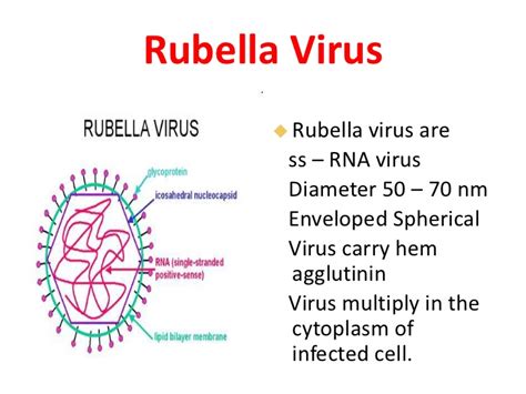 The Health Website Rubella