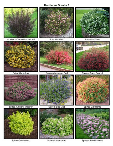 Pin By Landscaping Buddy On Plant Portfolio Images Free Shrubs For Landscaping Small Front
