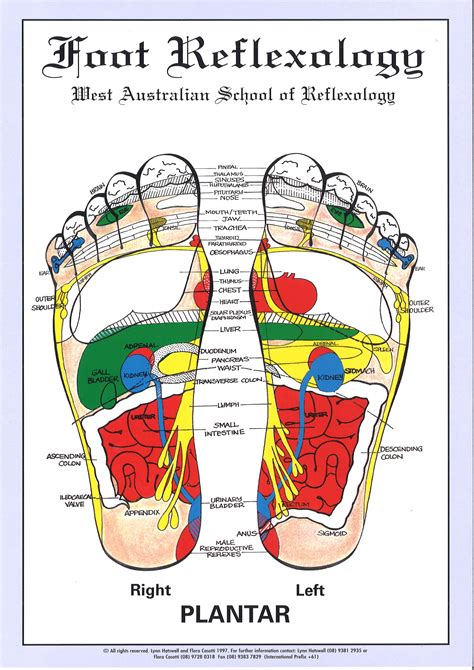 Reflexology Map Of The Feet