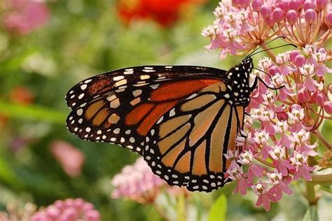 Monarch Butterfly Decline Linked To Habitat Loss Swamp