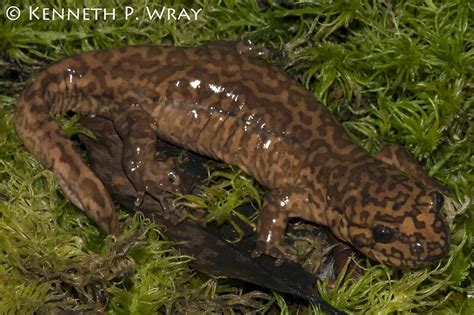 Dicamptodon Ensatus California Giant Salamander An Adult Flickr