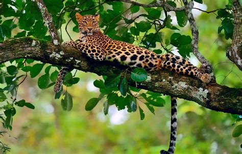 Wallpaper Stay Foliage Branch Jungle Leopard Bokeh