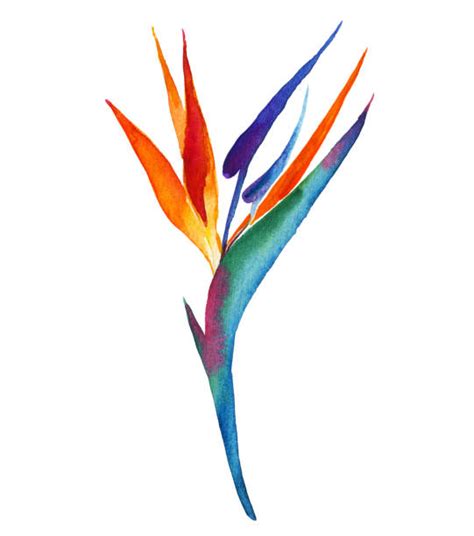 Bird Of Paradise Illustrations Royalty Free Vector Graphics And Clip Art