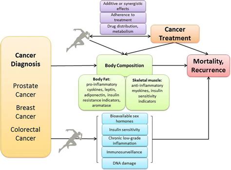 Commonly Proposed Mechanisms Relating Physical Activity To Cancer