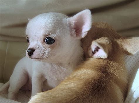 Cutest Baby Puppies Dogs Photo 13663627 Fanpop